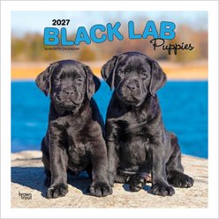 BrownTrout Publishers Black Labrador Retriever Puppies 2027 Wall Calendar