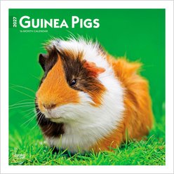 BrownTrout Publishers Guinea Pigs 2027 Wall Calendar