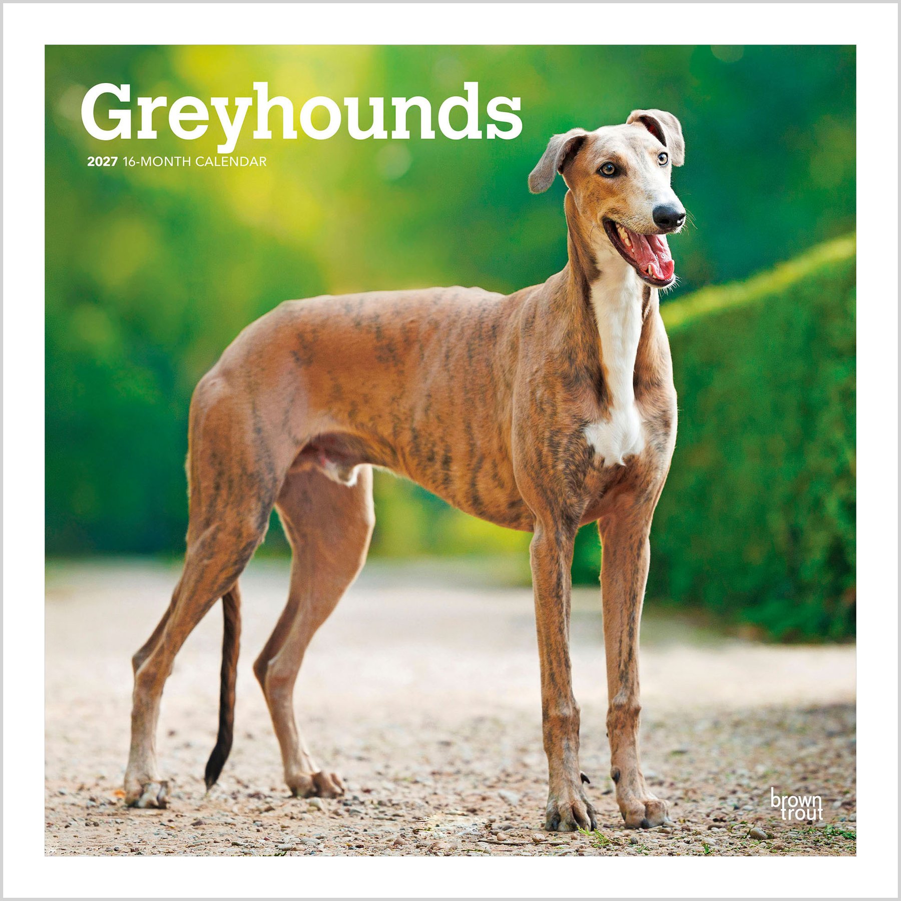 BrownTrout Publishers Greyhounds 2027 Wall Calendar