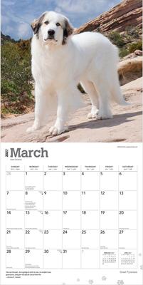Show full view: BrownTrout Publishers Great Pyrenees 2027 Wall Calendar slide 3 of 9