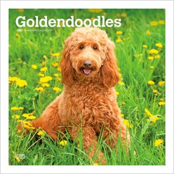 BrownTrout Publishers Goldendoodles 2027 Wall Calendar