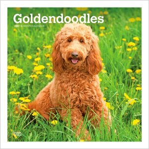 BrownTrout Publishers Goldendoodles 2027 Wall Calendar