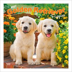 BrownTrout Publishers Golden Retriever Puppies 2027 Wall Calendar