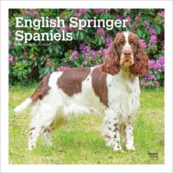 BrownTrout Publishers English Springer Spaniels 2027 Wall Calendar