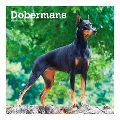 BrownTrout Publishers Dobermans 2027 Wall Calendar