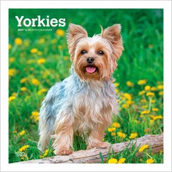 BrownTrout Publishers Yorkshire Terriers 2027 Wall Calendar