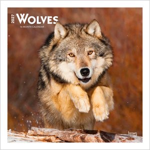 BrownTrout Publishers Wolves 2027 Wall Calendar