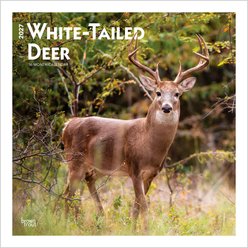 BrownTrout Publishers White Tailed Deer 2027 Wall Calendar