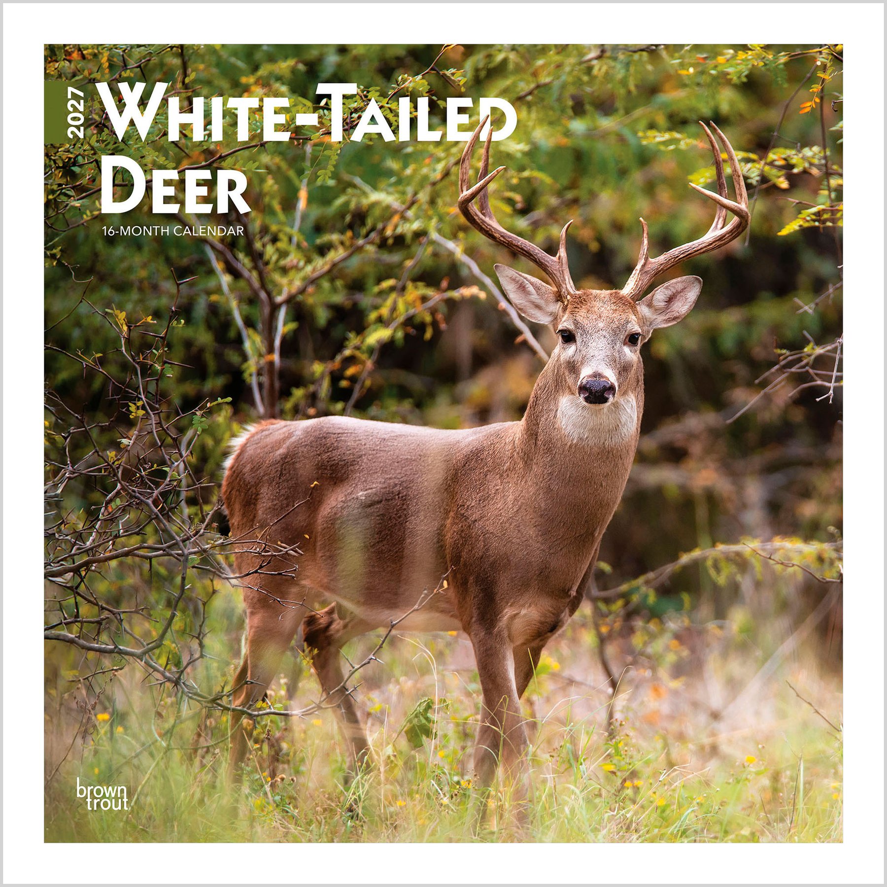 BrownTrout Publishers White Tailed Deer 2027 Wall Calendar