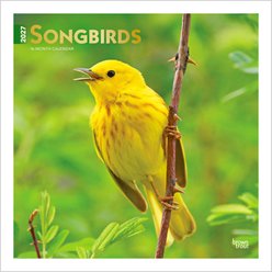BrownTrout Publishers Songbirds 2027 Wall Calendar