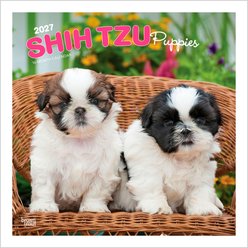 BrownTrout Publishers Shih Tzu Puppies 2027 Wall Calendar