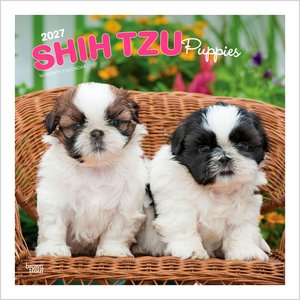 BrownTrout Publishers Shih Tzu Puppies 2027 Wall Calendar