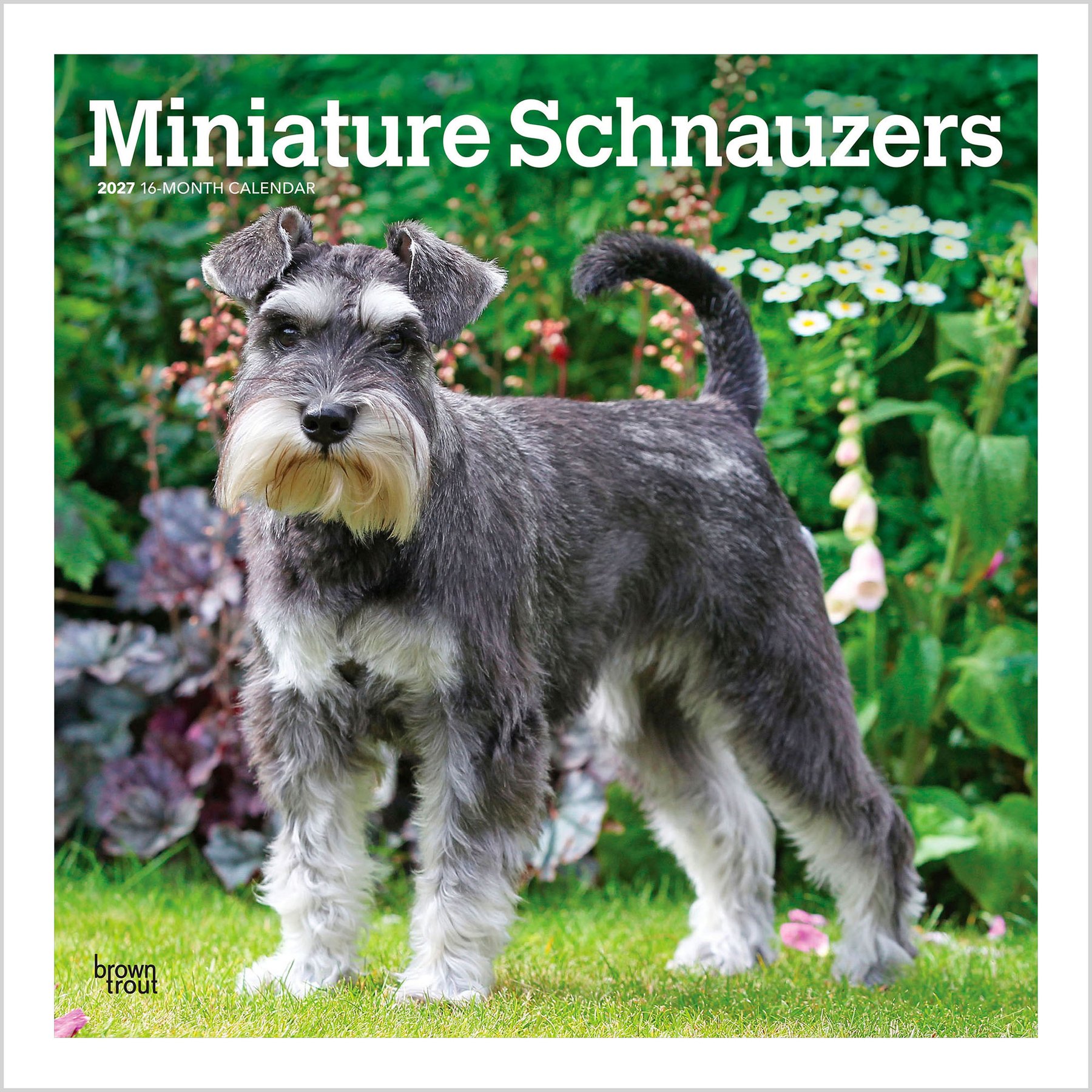 BrownTrout Publishers Miniature Schnauzers 2027 Wall Calendar