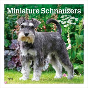 BrownTrout Publishers Miniature Schnauzers 2027 Wall Calendar