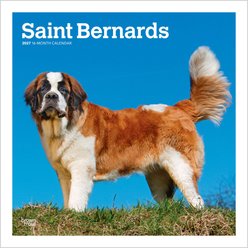 BrownTrout Publishers Saint Bernards 2027 Wall Calendar