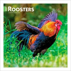 BrownTrout Publishers Roosters 2027 Wall Calendar