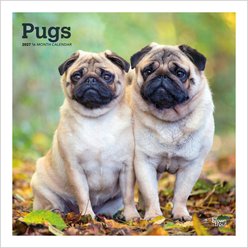BrownTrout Publishers Pugs 2027 Wall Calendar