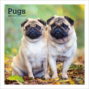 BrownTrout Publishers Pugs 2027 Wall Calendar