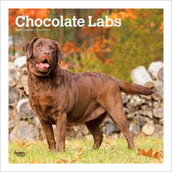 BrownTrout Publishers Chocolate Labrador Retrievers 2027 Wall Calendar