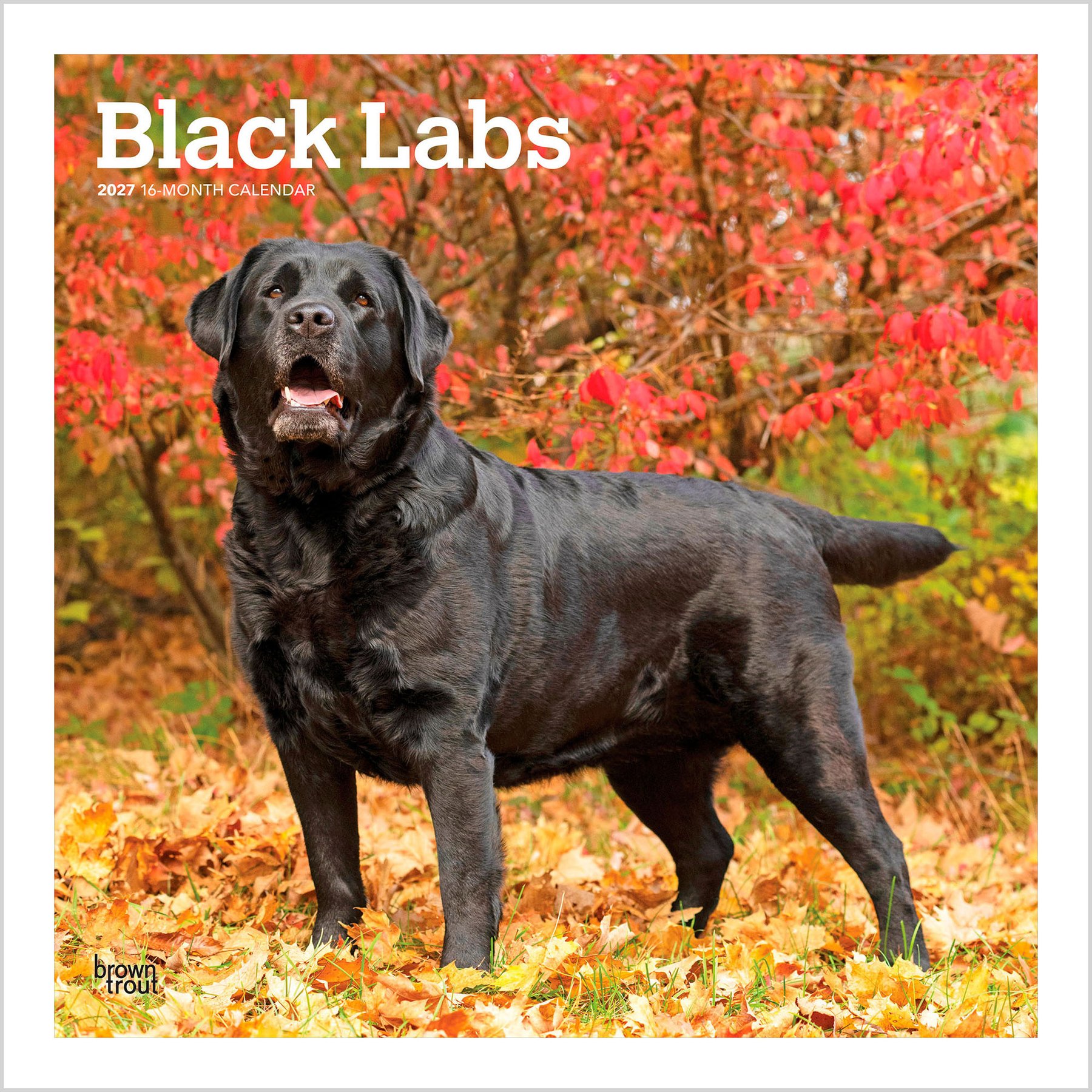 BrownTrout Publishers Black Labrador Retrievers 2027 Wall Calendar