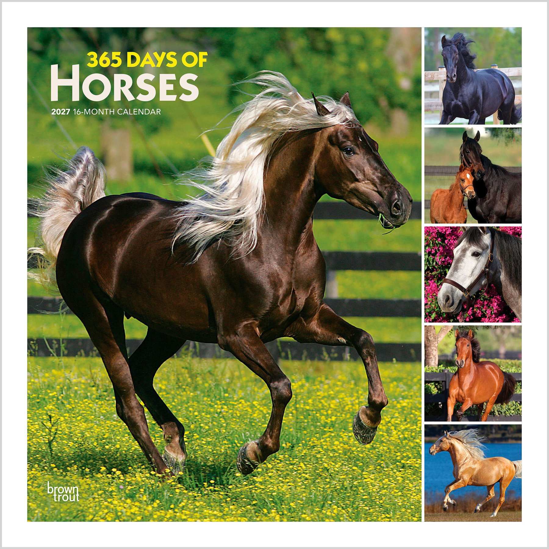 BrownTrout Publishers 365 Days of Horses 2027 Wall Calendar