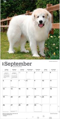 Show full view: BrownTrout Publishers Great Pyrenees 2027 Wall Calendar slide 4 of 9