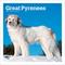 Show in main carousel: BrownTrout Publishers Great Pyrenees 2027 Wall Calendar slide 1 of 9