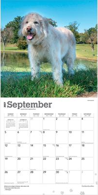 Show full view: BrownTrout Publishers Goldendoodles 2027 Wall Calendar slide 4 of 9
