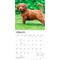 Show in main carousel: BrownTrout Publishers Goldendoodles 2027 Wall Calendar slide 3 of 9