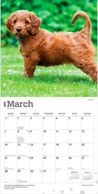 Show full view: BrownTrout Publishers Goldendoodles 2027 Wall Calendar slide 3 of 9