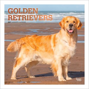 BrownTrout Publishers Golden Retrievers 2027 Wall Calendar
