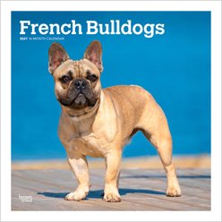 BrownTrout Publishers French Bulldogs 2027 Wall Calendar
