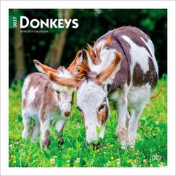 BrownTrout Publishers Donkeys 2027 Wall Calendar