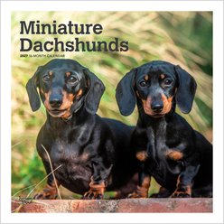BrownTrout Publishers Miniature Dachshunds 2027 Wall Calendar