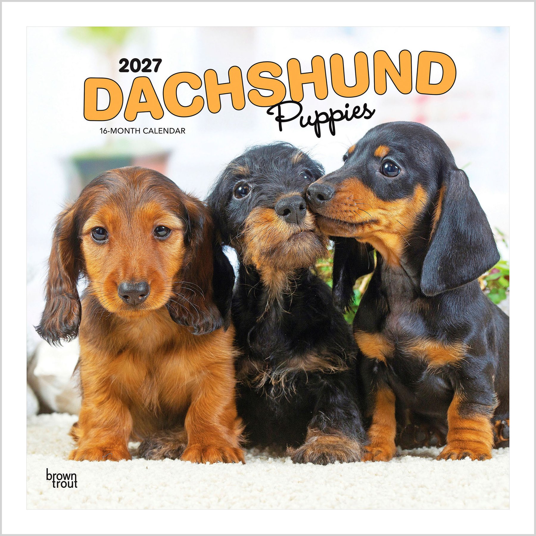 BrownTrout Publishers Dachshund Puppies 2027 Wall Calendar