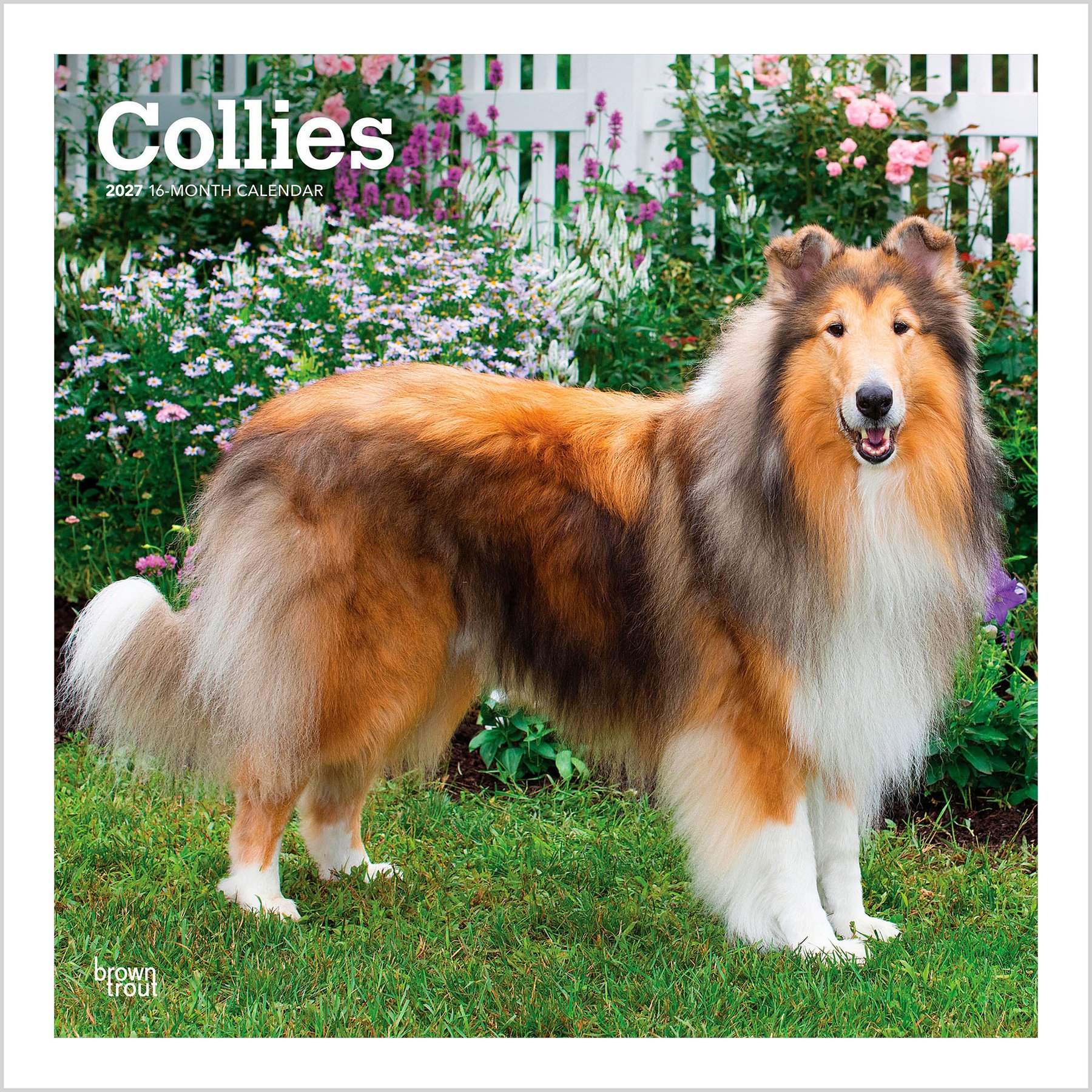 BrownTrout Publishers Collies 2027 Wall Calendar