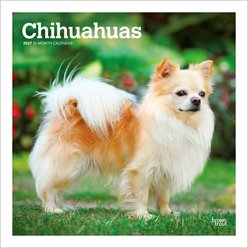 BrownTrout Publishers Chihuahuas 2027 Wall Calendar