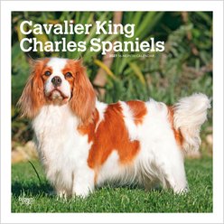 BrownTrout Publishers Cavalier King Charles Spaniels 2027 Wall Calendar