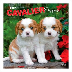 BrownTrout Publishers Cavalier King Charles Spaniel Puppies 2027 Wall Calendar