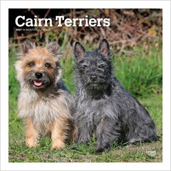 BrownTrout Publishers Cairn Terriers 2027 Wall Calendar
