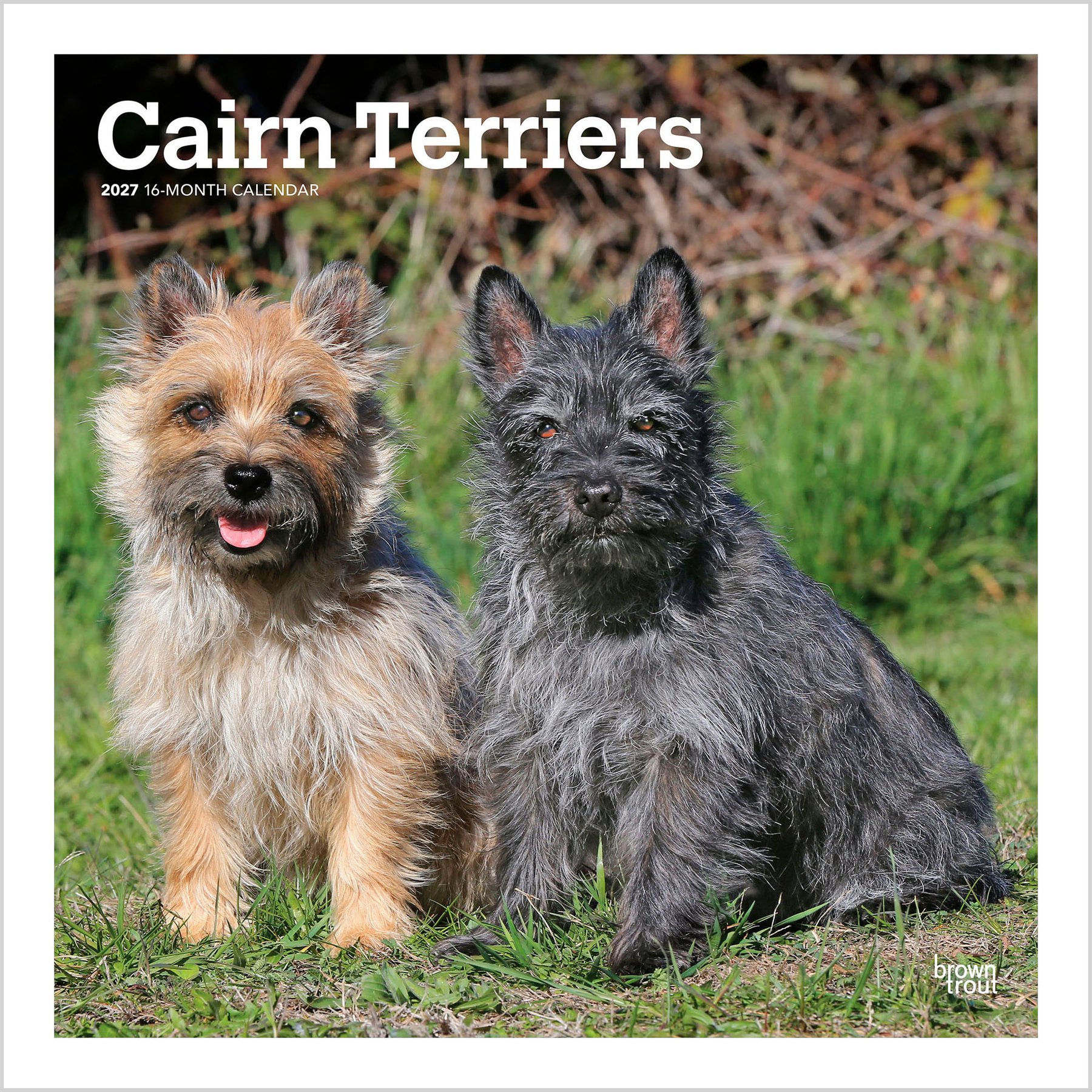 BrownTrout Publishers Cairn Terriers 2027 Wall Calendar