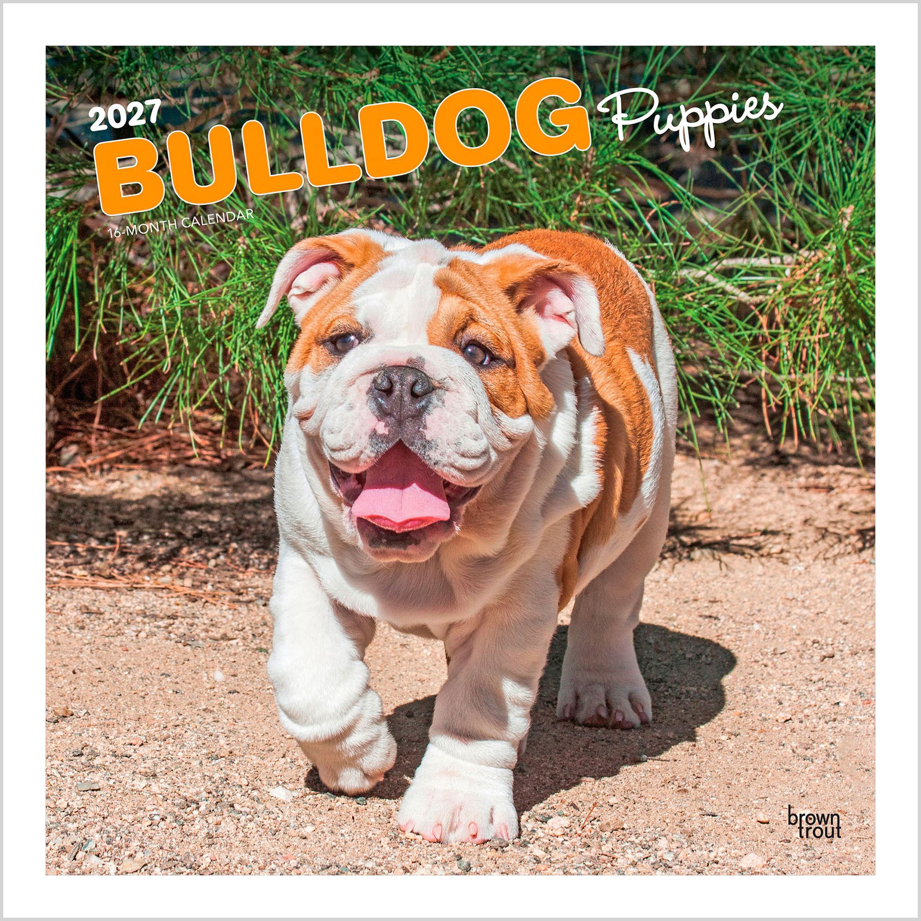 BrownTrout Publishers Bulldog Puppies 2027 Wall Calendar