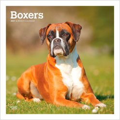 BrownTrout Publishers Boxers International Edition 2027 Wall Calendar