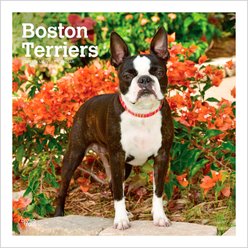 BrownTrout Publishers Boston Terriers 2027 Wall Calendar