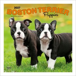 BrownTrout Publishers Boston Terrier Puppies 2027 Wall Calendar