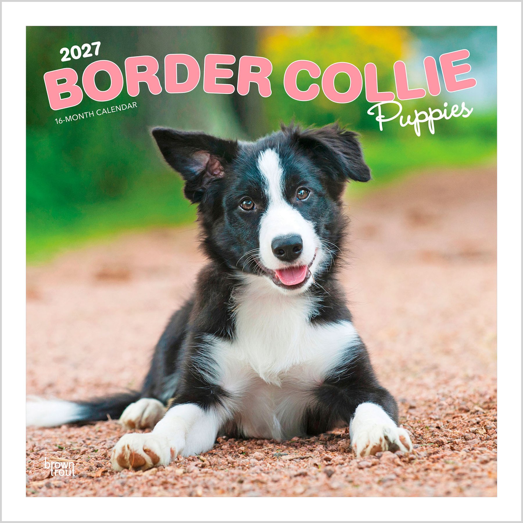BrownTrout Publishers Border Collie Puppies 2027 Wall Calendar