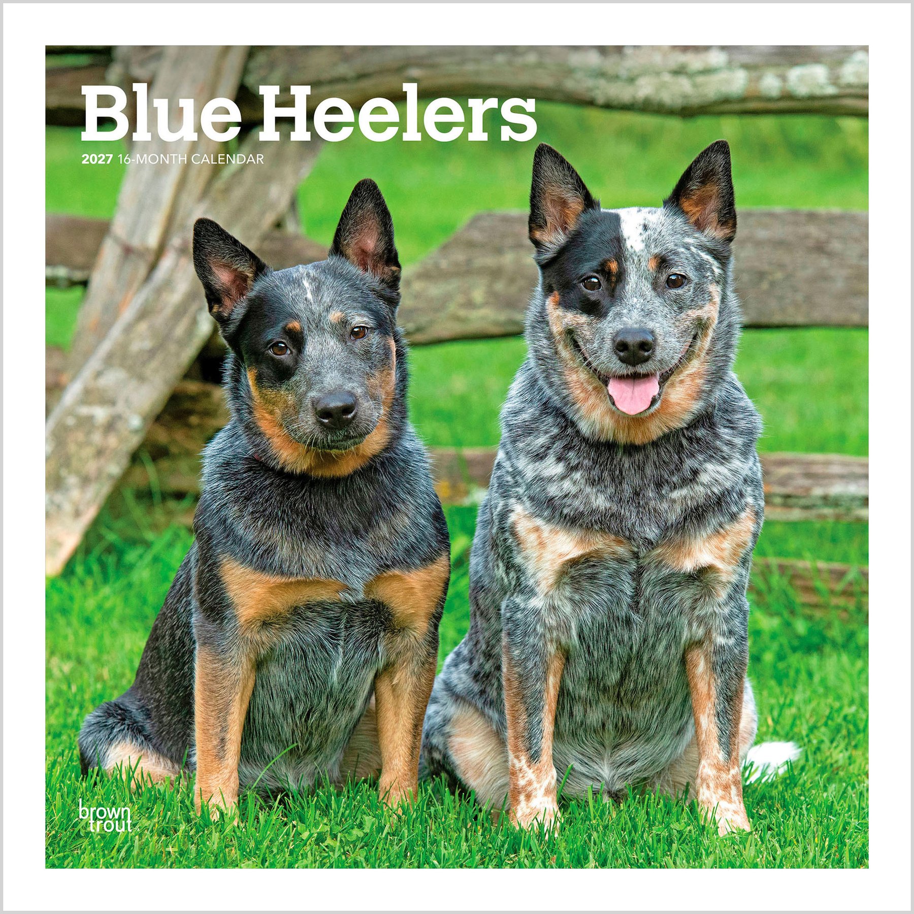 BrownTrout Publishers Blue Heelers 2027 Wall Calendar