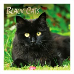 BrownTrout Publishers Black Cats 2027 Wall Calendar