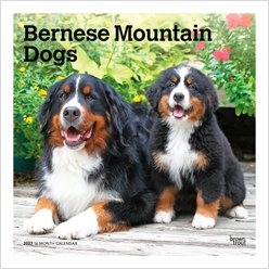 BrownTrout Publishers Bernese Mountain Dogs 2027 Wall Calendar