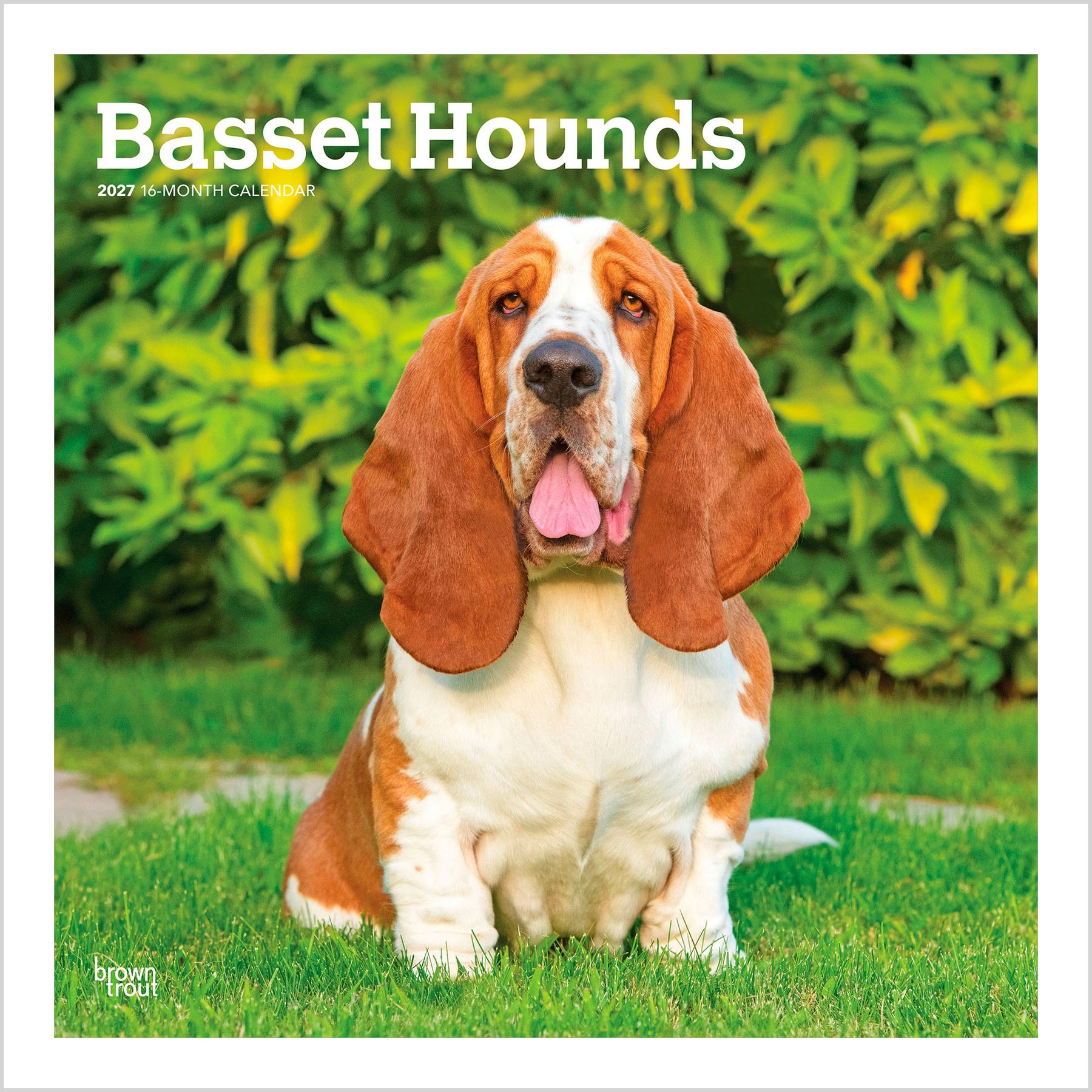 BrownTrout Publishers Basset Hounds 2027 Wall Calendar